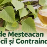 Ceai de mesteacan: 7 beneficii si contraindicatii importante