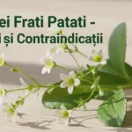 Infografic despre ceaiul Trei Frați Pătați - beneficii și contraindicații ale plantei medicinale