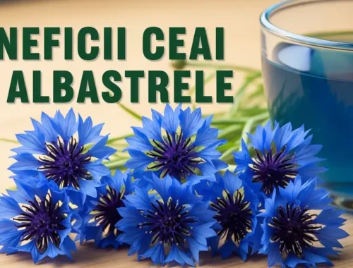 Beneficii ceai de albăstrele: pentru ochi și digestie